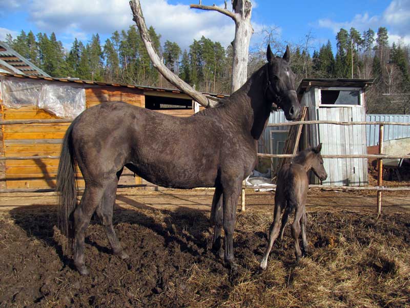 Ахалтекинская