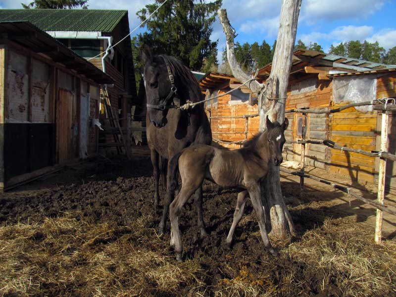 Ахалтекинская